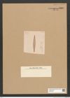 Diatomeae indet. Zeichnungen Sammlung Grunow Nr. 5830 (NHMW-BOT-W0374256)